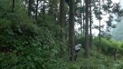 Disfrazarse y bañarse en orina para lograr el retorno de los osos panda a la naturaleza Disfrazarse y bañarse en orina para lograr el retorno de los osos panda a la naturaleza