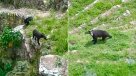 Captan a osos paseando por Machu Picchu Captan a osos paseando por Machu Picchu