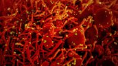 China dice que el coronavirus se encontró en muchas partes en otoño de 2019 China dice que el coronavirus se encontró en muchas partes en otoño de 2019