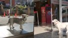 Perrita fiel esperó seis días afuera del hospital por su dueño Perrita fiel esperó seis días afuera del hospital por su dueño