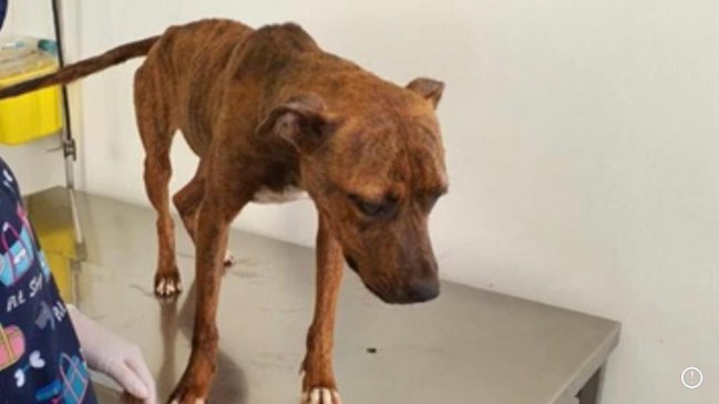 Hombre fue detenido por maltrato animal Hombre fue detenido por maltrato animal