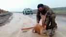Rescatan a vicuña atrapada en el barro por lluvias en el norte del país Rescatan a vicuña atrapada en el barro por lluvias en el norte del país