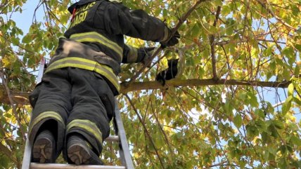 Bomberos rescata a gatito que no podía bajar de un árbol Bomberos rescata a gatito que no podía bajar de un árbol