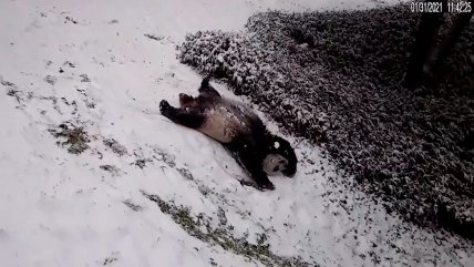 La alegría y volteretas de dos pandas al jugar en la nieve
