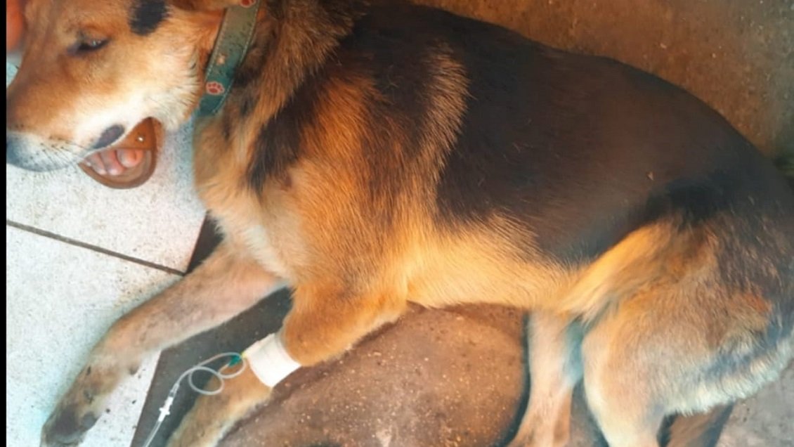Vecinos denunciaron envenenamiento masivo de perros en Vichuquén