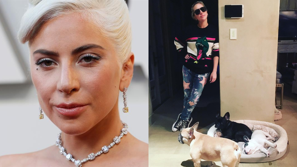Roban a los perros de Lady Gaga: Su paseador fue acribillado en Hollywood Roban a los perros de Lady Gaga: Su paseador fue acribillado en Hollywood