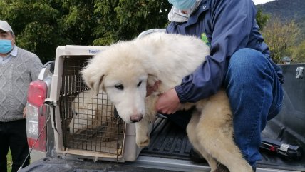 Entregan cachorros Gran Pirineo a ganaderos de Lago Verde  