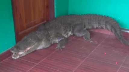  Niña encontró un cocodrilo de casi tres metros al abrir la puerta de su casa  