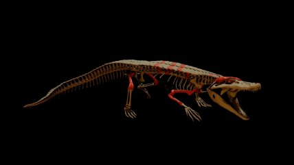  Descubren nueva especie prehistorica en Aysén  