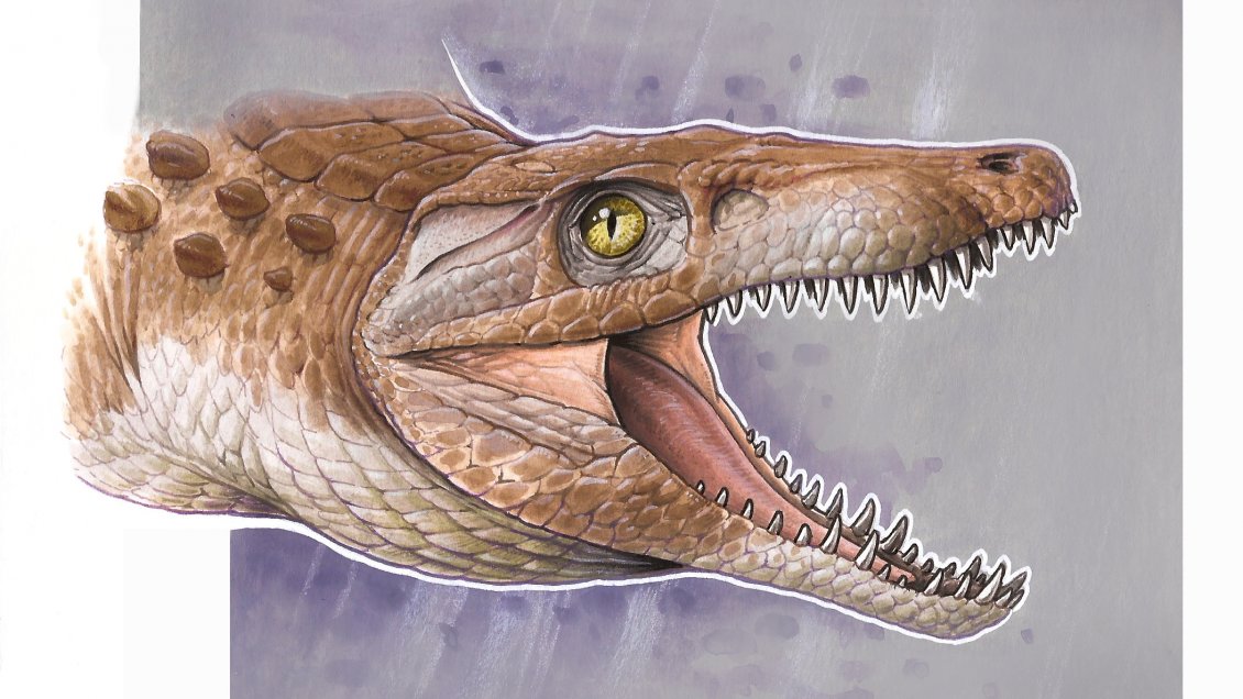 Burkesuchus Mallingrandesis: El Burkesuchus Mallingrandesis: El
