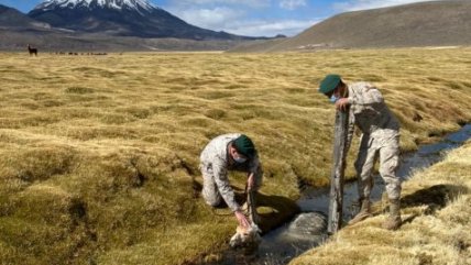  Personal del Ejército rescató una llama en la localidad de Caquena  