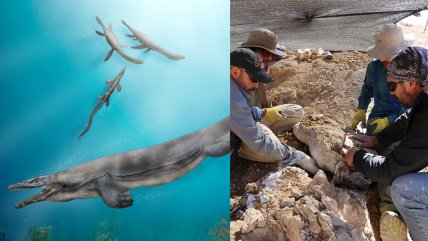  Descubren mosasaurio que habitó Chile hace 66 millones de años  
