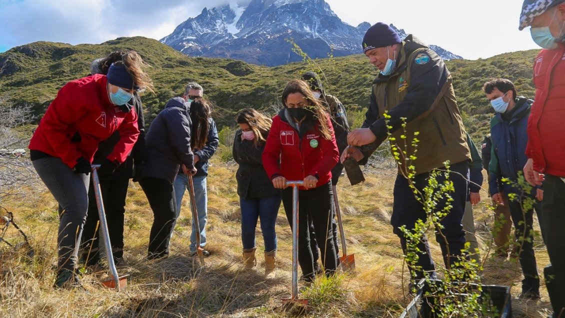 Un millón de árboles reforestados en Torres del Paine a 10 años del mega incendio