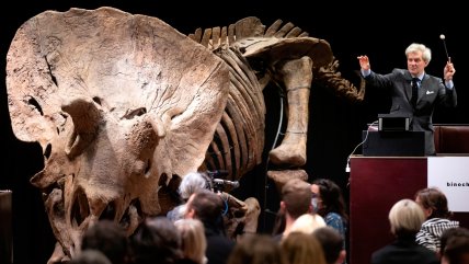   Esqueleto de triceratops fue subastado en precio récord de 6,6 millones de euros 
