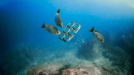   Empresa cervecera elaboró envase que sirve como alimento para peces 