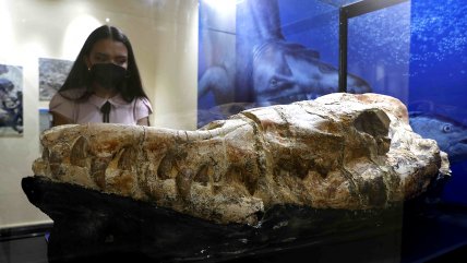   Presentan fósil de un Basilosaurio que habitó hace 36 millones de años en Perú 