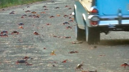   Cuba: Cangrejos mueren durante sus migraciones en las carreteras 