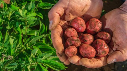   Pulpa roja, morada y variegada: Inician producción de tres nuevas variedades de papas chilenas 