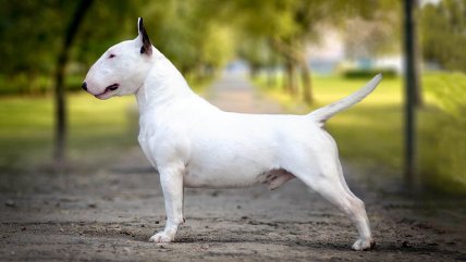   Niño de un año sufrió graves lesiones tras ataque de un perro en Puente Alto 