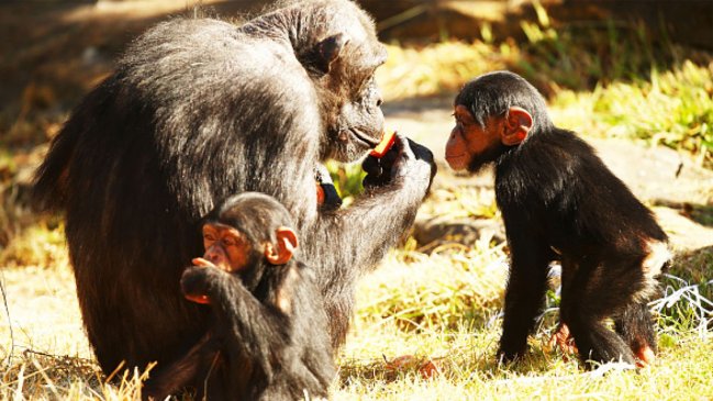  Estudio: Cambio climático y deforestación pueden sacar a los primates de los árboles  