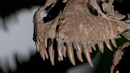   Subastan el cráneo de T-Rex real en Nueva York 