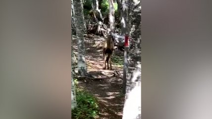   El histórico primer encuentro con un huemul en la Reserva Nacional Magallanes 