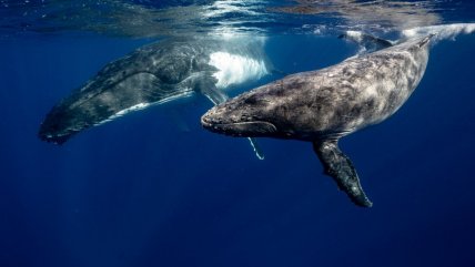  Las ballenas cambian el canto por la lucha para competir por el amor  