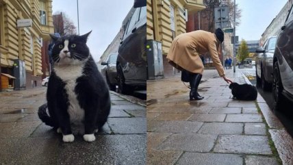   Adorable gatito callejero se convierte en la principal atracción turística de Polonia 