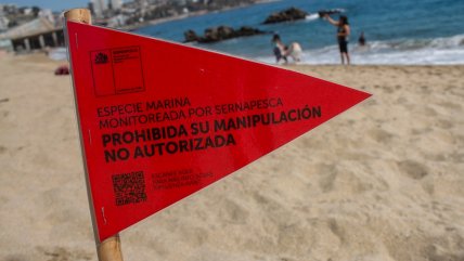   Las medidas para evitar contagios con gripe aviar en playas de Antofagasta 