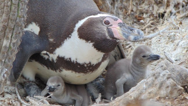 La gripe aviar es una amenaza para el pingüino de Humboldt en Chile