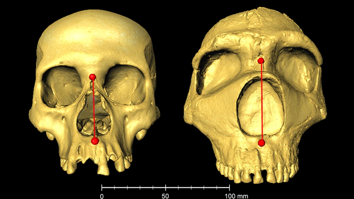 La forma de nuestra nariz, una herencia neandertal y una ventaja evolutiva