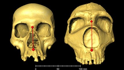   La forma de nuestra nariz, una herencia neandertal y una ventaja evolutiva 