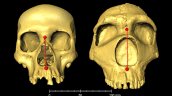   La forma de nuestra nariz, una herencia neandertal y una ventaja evolutiva 