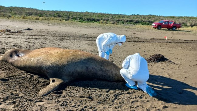 Más de 11 mil animales han muerto por gripe aviar en Chile
