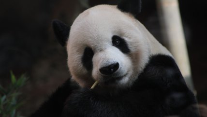   Encuentran por primera vez un esqueleto entero de panda en una tumba imperial 