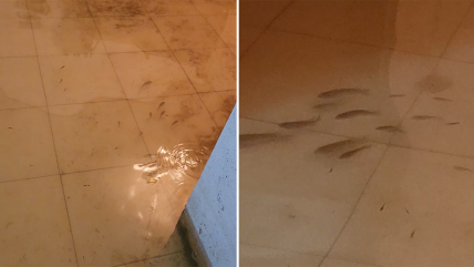  Viral: Casa se repletó de peces tras inundación en Filipinas 