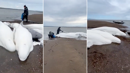   Pescadores logran salvar a cuatro belugas adultas y una cría en Rusia 
