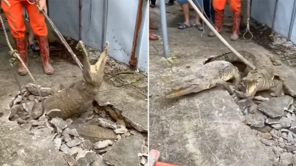   Rompieron el pavimento al escuchar ruidos extraños y descubrieron a tres cocodrilos 