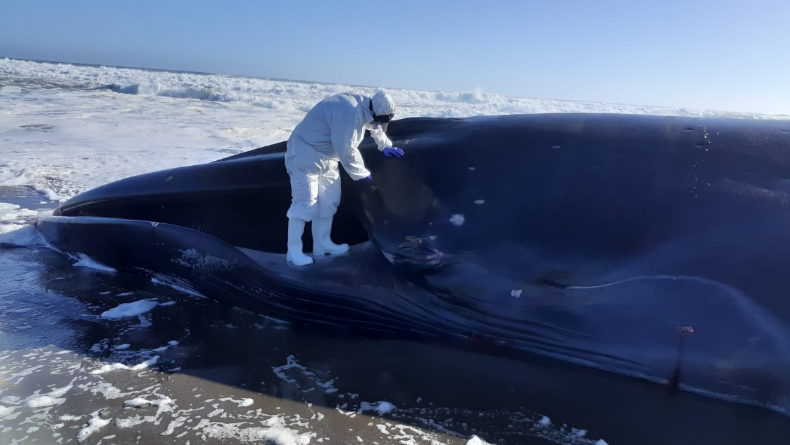 Sernapesca realizó amplio despliegue por varamiento de ballena en Huentelauquén Sernapesca realizó amplio despliegue por varamiento de ballena en Huentelauquén