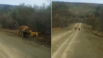   Perros asilvestrados atacaron a un guanaco en Tierra del Fuego 