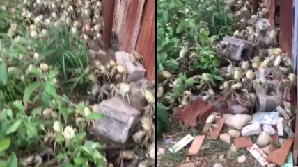   Cangrejos invasores sorprendieron a habitantes de pueblo de Cuba: 