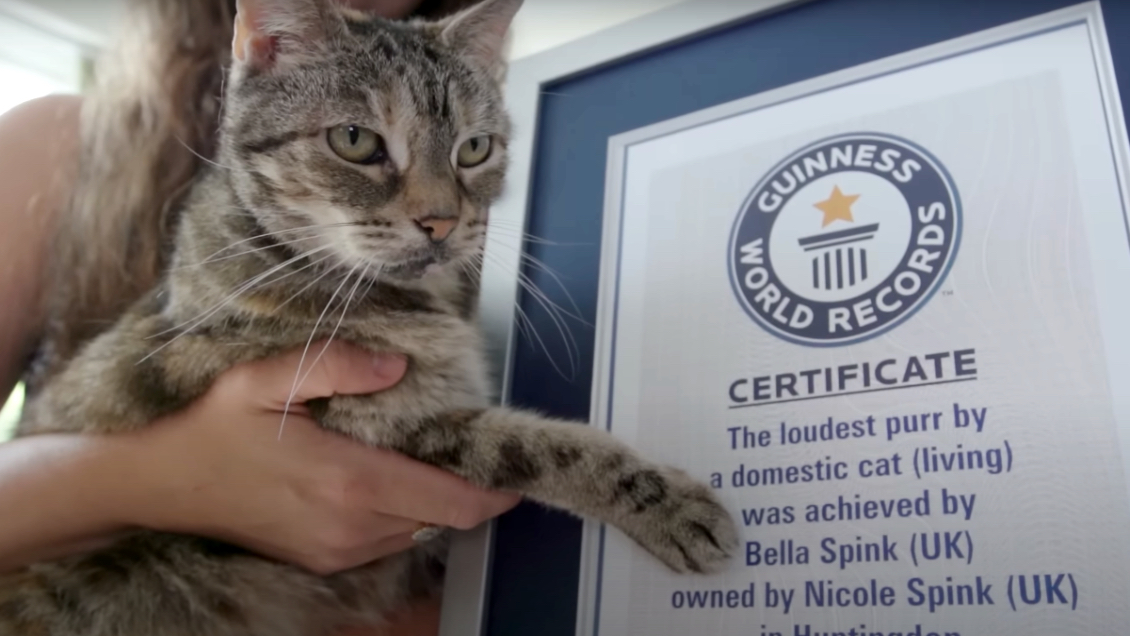 Gatita logró el Récord Guiness por el ronroneo más fuerte: Equivale a una tetera hirviendo Gatita logró el Récord Guiness por el ronroneo más fuerte: Equivale a una tetera hirviendo