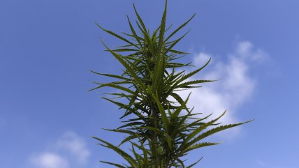   Incautan más de 3.100 plantas de marihuana en Los Vilos 