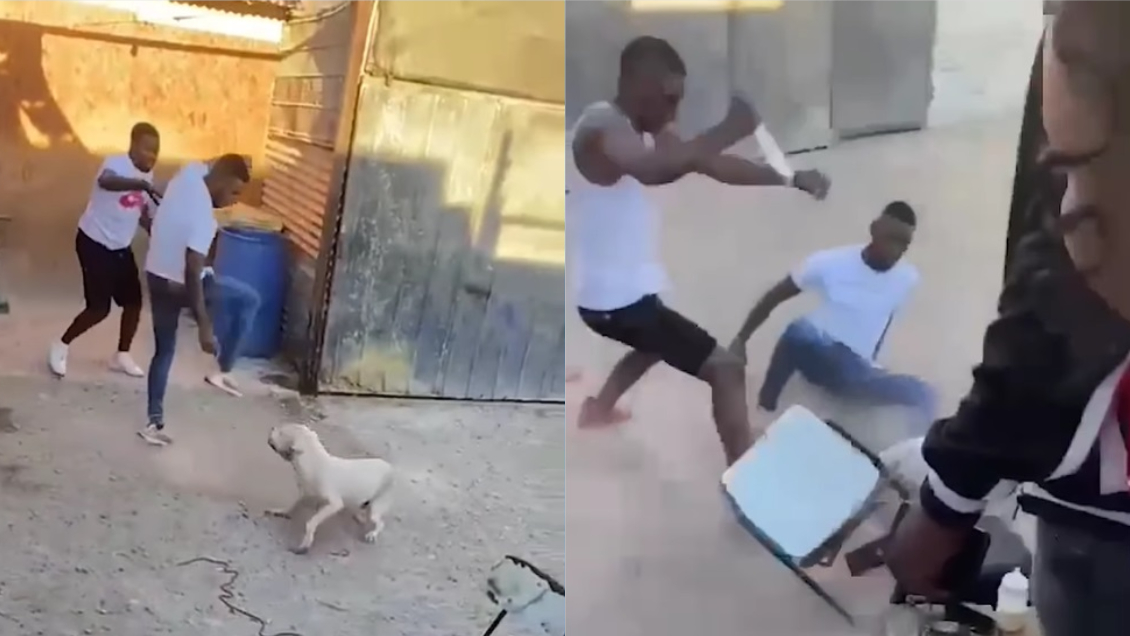Detienen a autor de cruel caso de maltrato animal en Copiapó Detienen a autor de cruel caso de maltrato animal en Copiapó