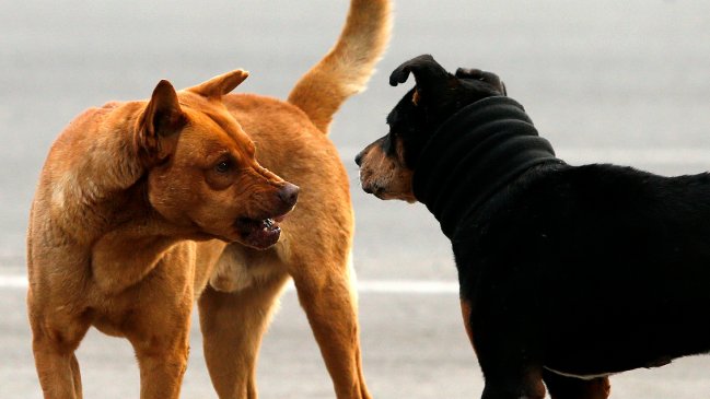  Seremi descartó exterminar perros abandonados en San Pedro de Atacama  
