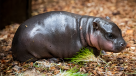 Tierno hipopótamo bebé es el nuevo integrante de un zoológico checo Tierno hipopótamo bebé es el nuevo integrante de un zoológico checo