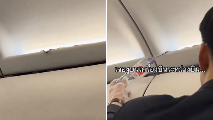   Serpiente se coló como polizona en la cabina de un avión de pasajeros 