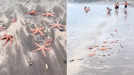   Masiva aparición de estrellas de mar sorprende a bañistas en playa de Pichilemu 