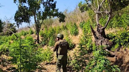   Carabineros incautó cerca de 10 mil plantas de cannabis en Los Vilos 