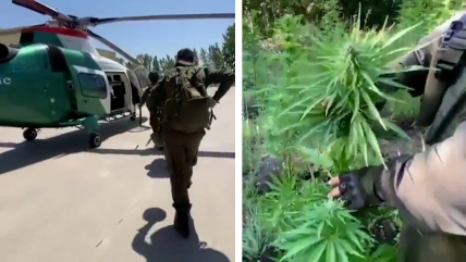   Descubren predio en San Fernando con más de 18 mil plantas de marihuana 